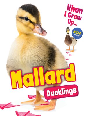 cover image of Mallard Ducklings